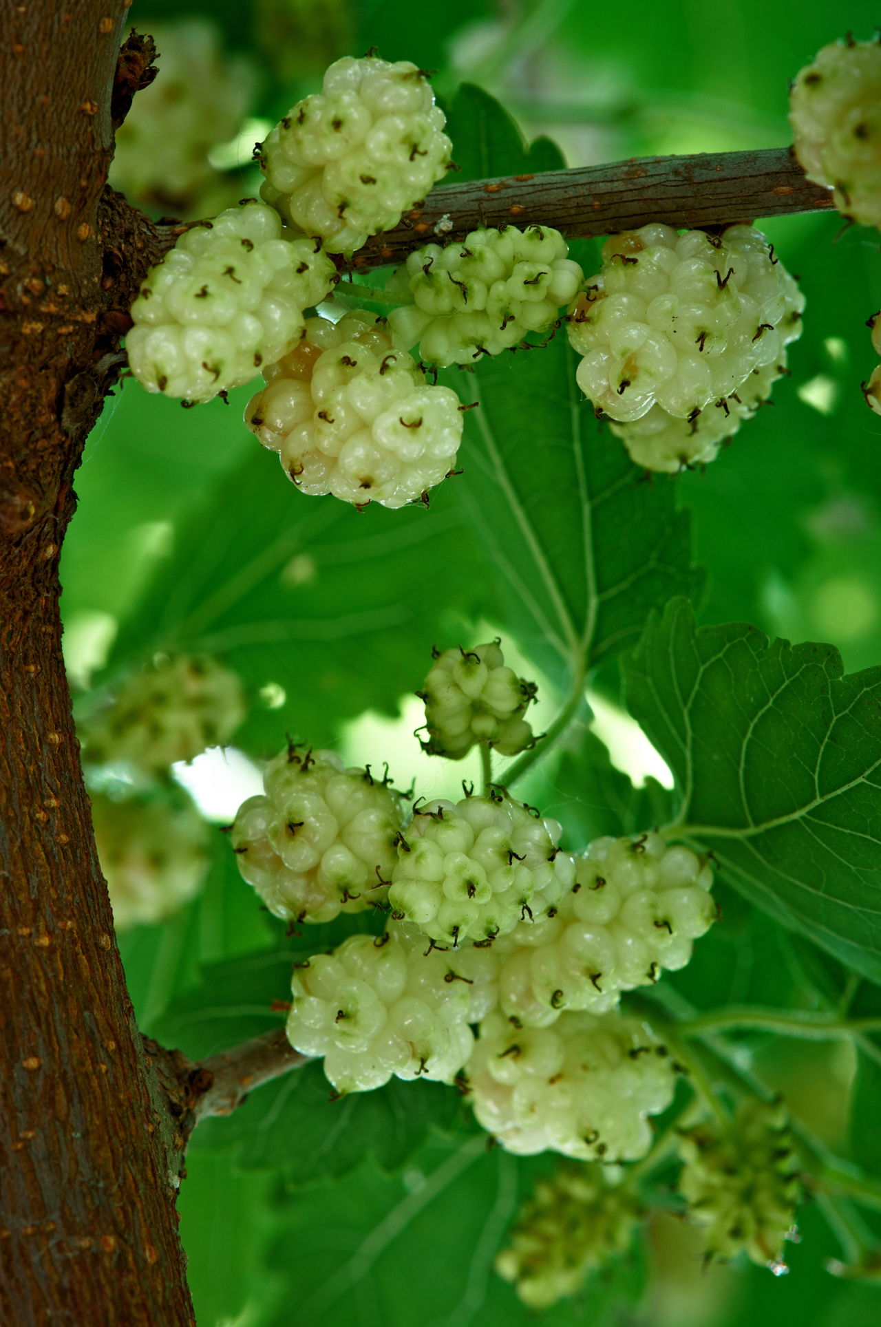 Mulberry Tree Identification