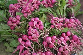 Pink Baby Turnips