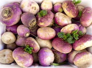 Turnips For Sale