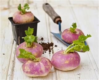 Turnips With A Mini Shovel