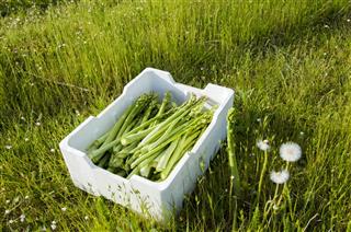 Freshly Harvested Organic Asparagus
