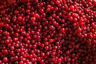 Ripe Cranberries