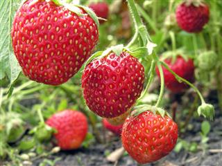 Close Up Of Ripe Strawberry