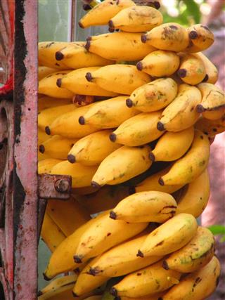 Amazing Bananas