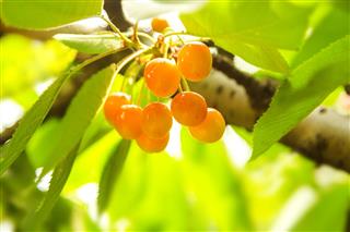 Ripening Cherries On Tree