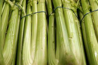 Celery For Sale
