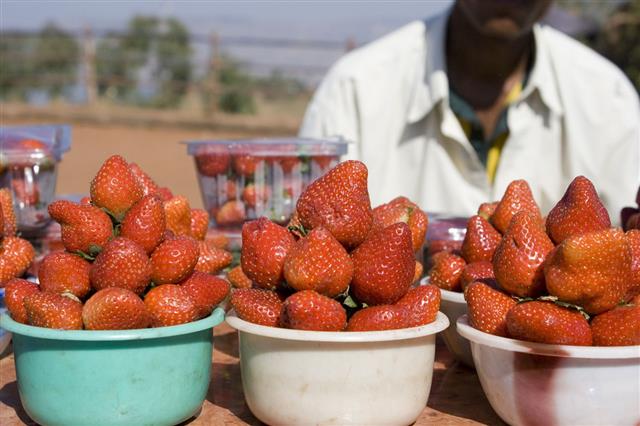 Strawberry For Sale In India