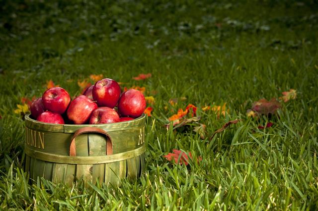 Basket Of Red Apples In The Grass