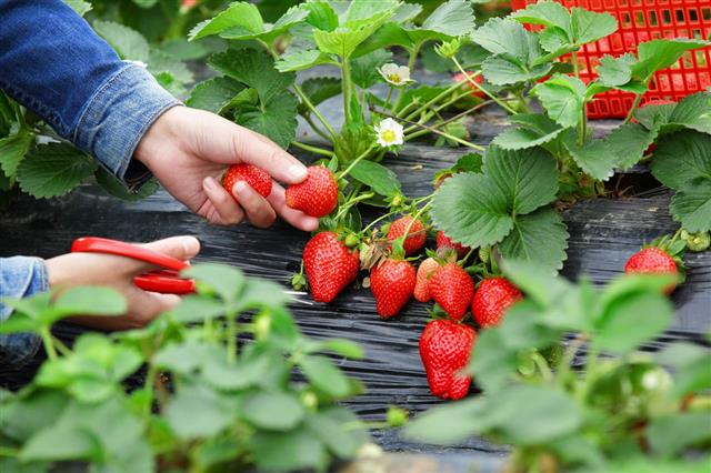Picking Strawberry