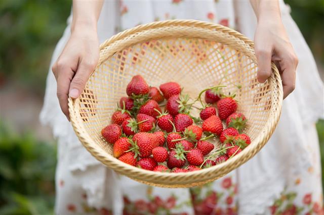 Girl Harvesting Strawberry