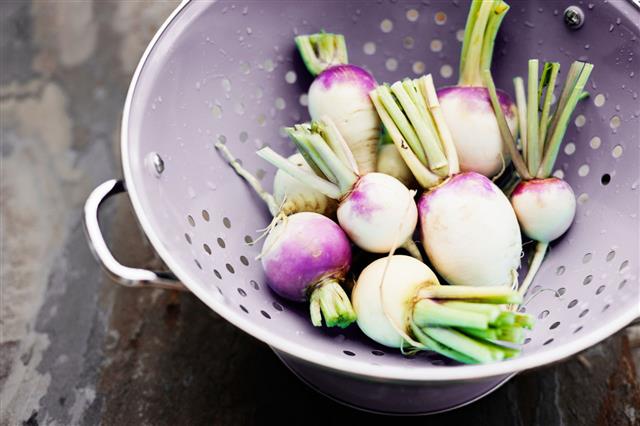 Turnips In A Colander