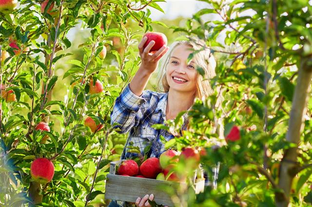 Woman Picking Apples