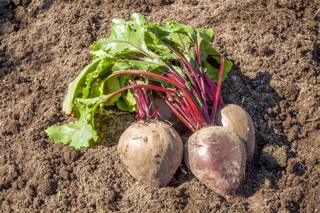 Large Beautiful Grown Beets
