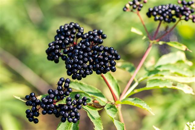 Forest Black Elderberry Shrub With Berries