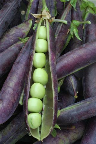 Green Peas In Purple Pod