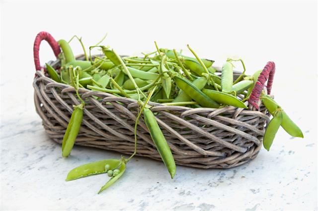 Green Peas On Basket