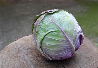 Cabbage head