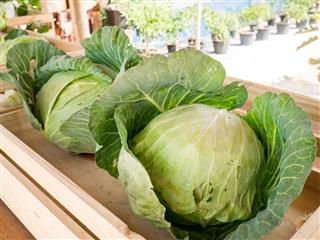 Organic cabbage in wooden basket