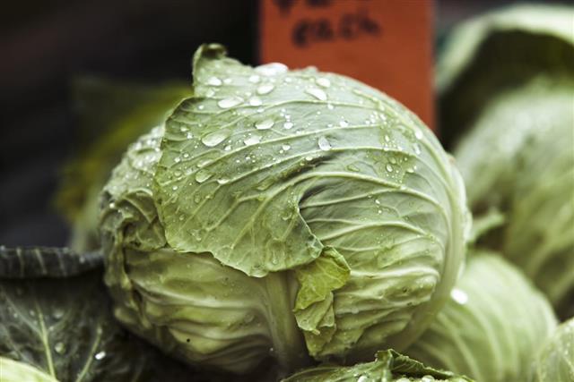Market Cabbage for sale