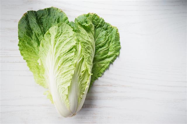 Napa cabbage, Chinese cabbage