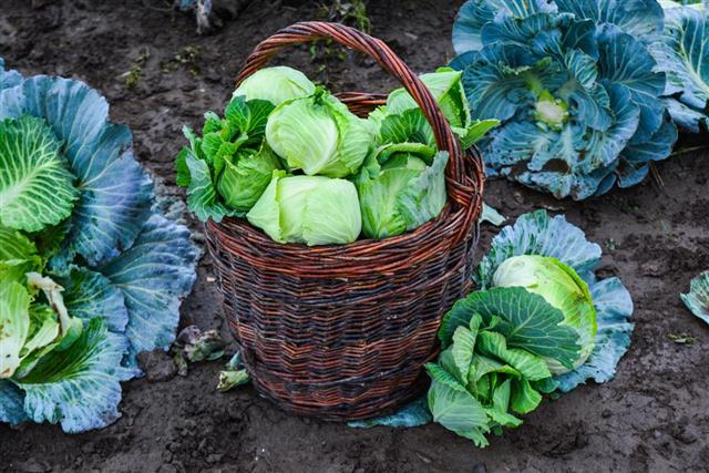 Harvest of green cabbage in a basket on plant