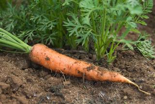 Carrot and plants