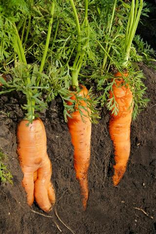 Naked Carrots