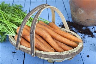 Fresh carrots picked from the garden in a trug