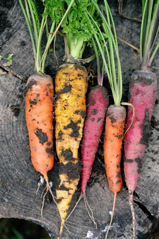 Dirty colored carrots