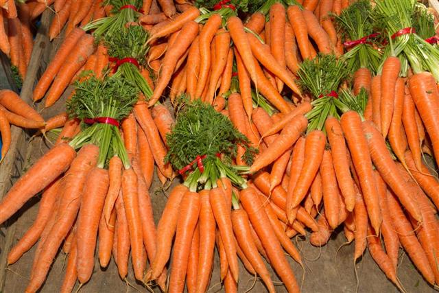 Fresh harvest of carrots in bundles