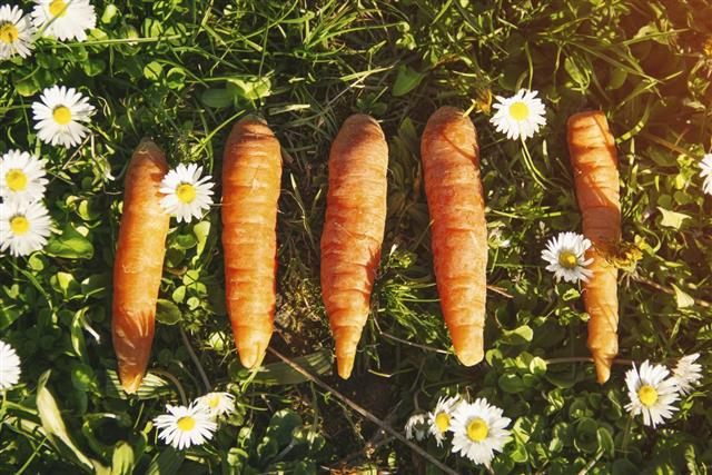 Carrots and daisy