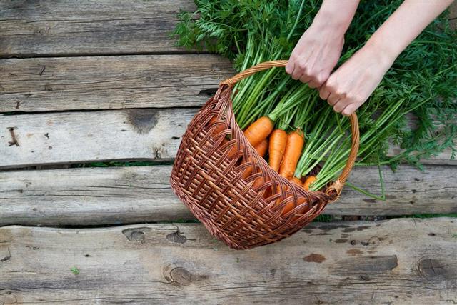 Human hands holding wicker basket with fresh carrots