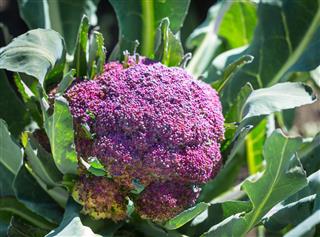 Purple cauliflower closeup outdoor