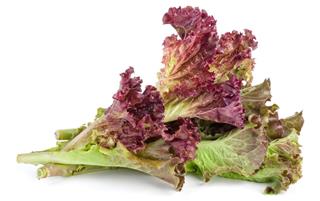 Red leaf lolo rosso lettuce