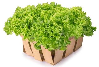 Green lettuce in basket isolated on white background