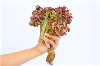Woman hand holding Lollo Rosso lettuce