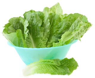Fresh lettuce