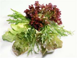 Various leaf lettuce types