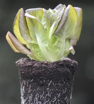 Lettuce in potting soil