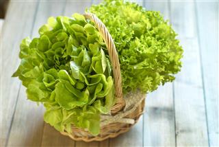 Basket with fresh lettuce