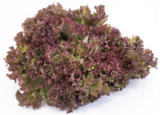 Red coral lettuce
