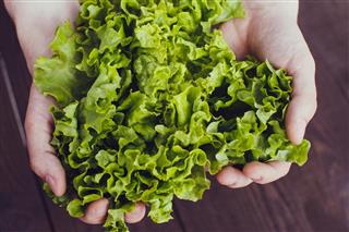 Lettuce in the man's hands on a dark wooden background