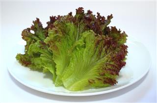 Red lettuce on a white plate
