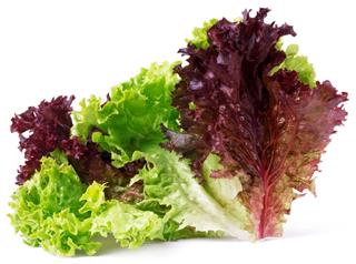 Vegetable salad lettuce Lollo Rosso isolated