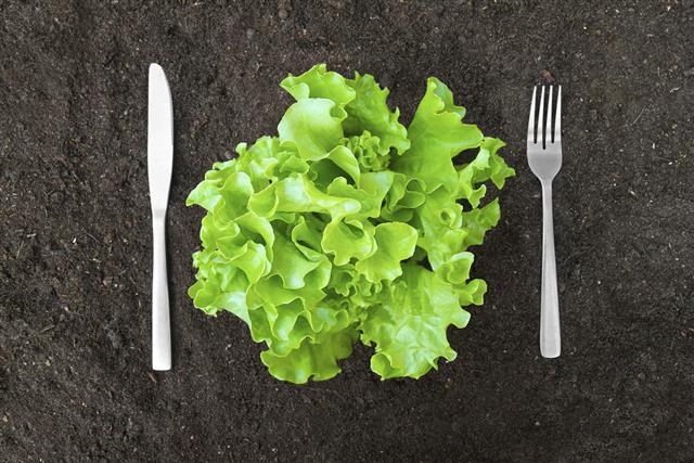 Butter lettuce salad in soil with fork and knife