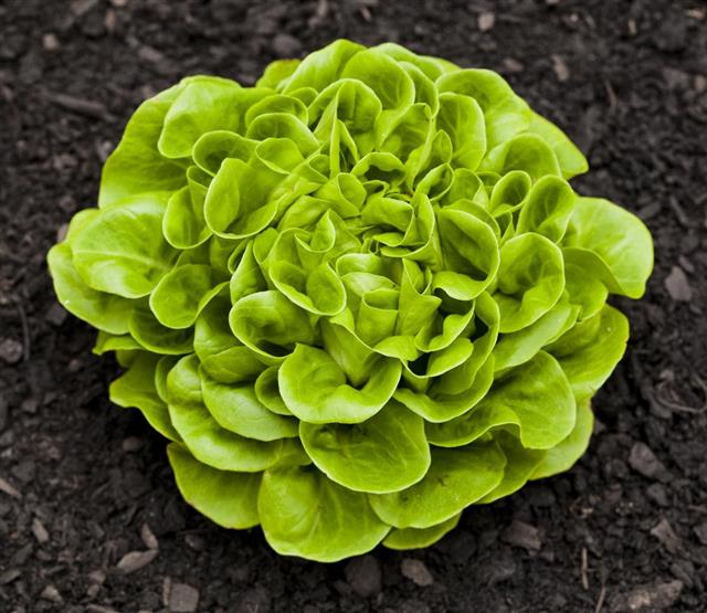 voksende salat 
