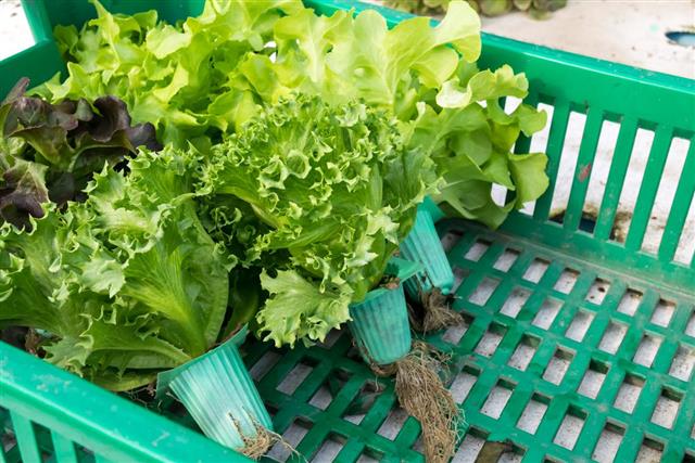 Hydroponic vegetable in basket