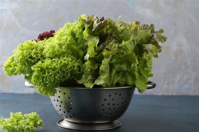 Organic salad leaves in colander