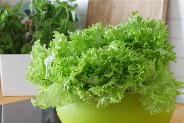 Green washed lettuce in the kitchen