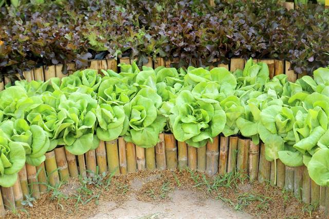 Oakleaf lettuce, corrugated lettuce on entire background